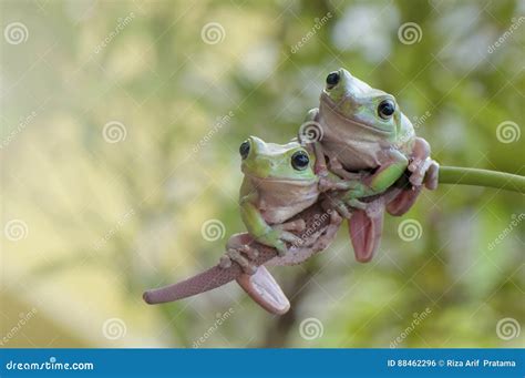 Friend Stock Photo Image Of Frog Green Grass Frogs 88462296