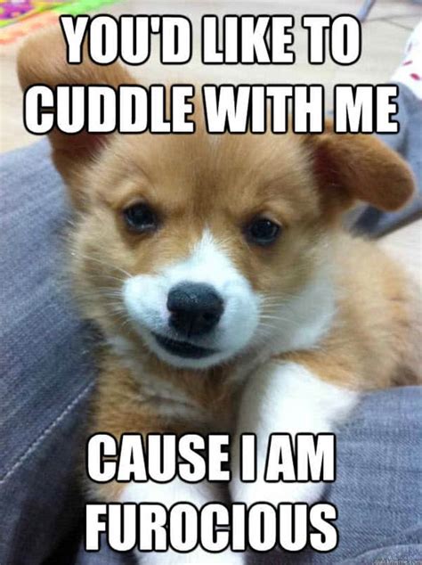 25 cutest cuddle memes sg web