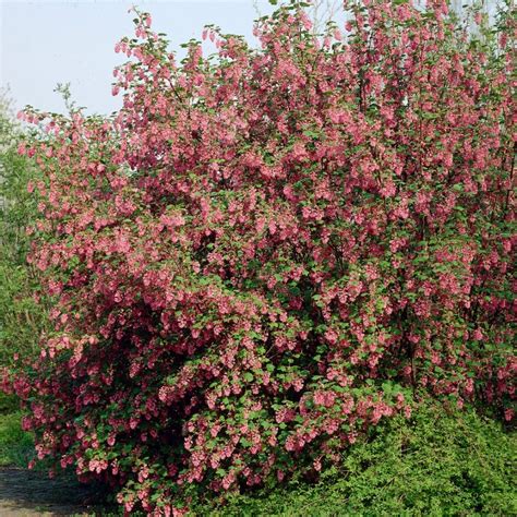 King Edward Vii Red Flowering Currant Hedging Ribes Sanguineum