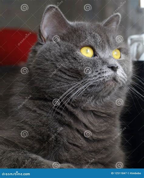 Cat With Amber Eyes Royalty Free Stock Photography Image 12511847