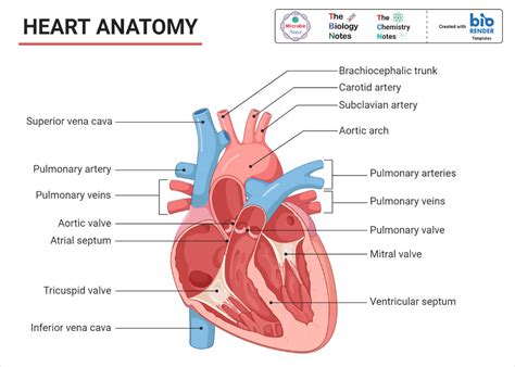Structure Of Human Heart Notes Free Printable Worksheet