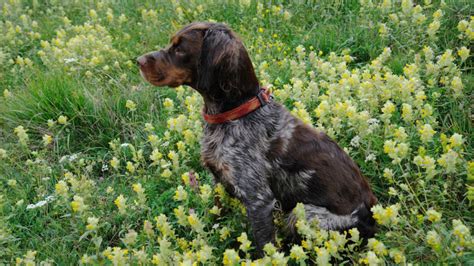 L' épagneul breton est un chien râblé et trapu ; Callac, capitale de l'épagneul breton | Office de Tourisme ...
