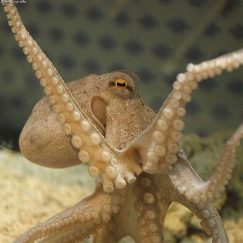 21 Fun Facts You Should Know About Octopuses Octopus Facts Animal