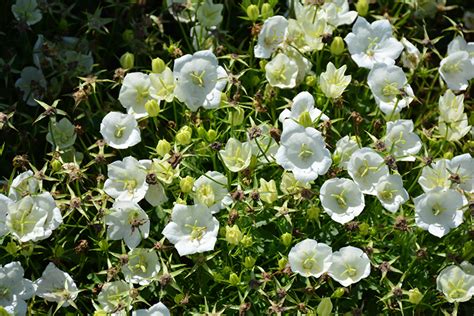 Rapido White Bellflower Campanula Carpatica Rapido White In