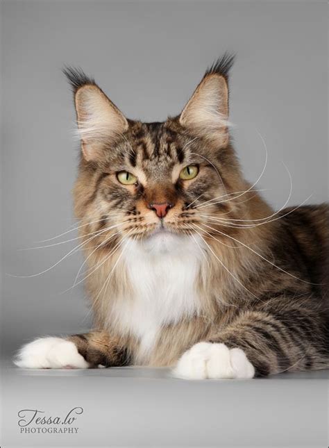 Find maine coons for sale on oodle classifieds. Pin on Maine Coon Cat