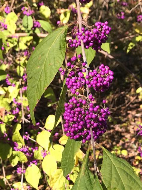 Plantfiles Pictures Callicarpa Species Beauty Berry Japanese