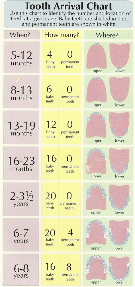 Tooth Arrival Chart Use This Chart To Identify The Number And Location