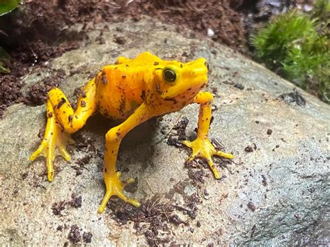 Critically Endangered Golden Frog Moving In Buttonwood Zoo Lobby