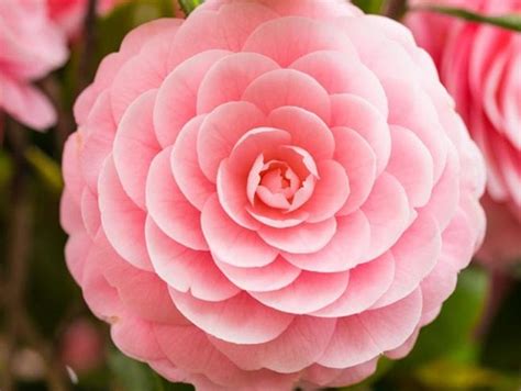 Camellias Wonderful For Winter Flowers Perishable News