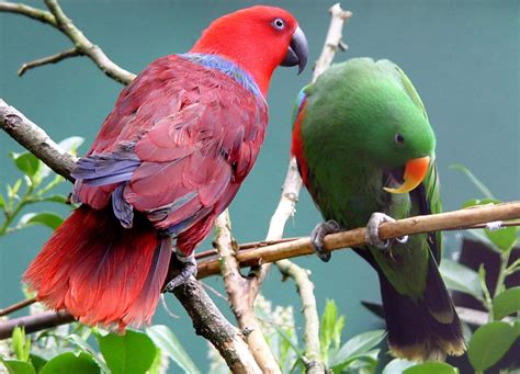 Coppia Di Ecletti Eclectus Parrot Eclectus Roratus Pappagalli Uccelli Tropicali Uccelli