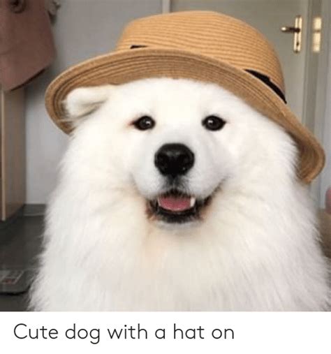 Cute Dog With A Hat On Cute Meme On Meme