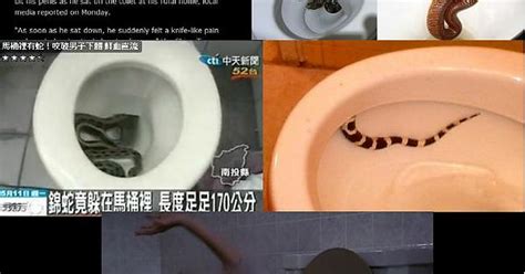 Toilet Snakes Imgur