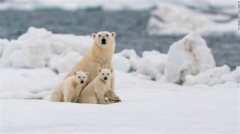 Climate Change Most Polar Bears Could Struggle To Survive