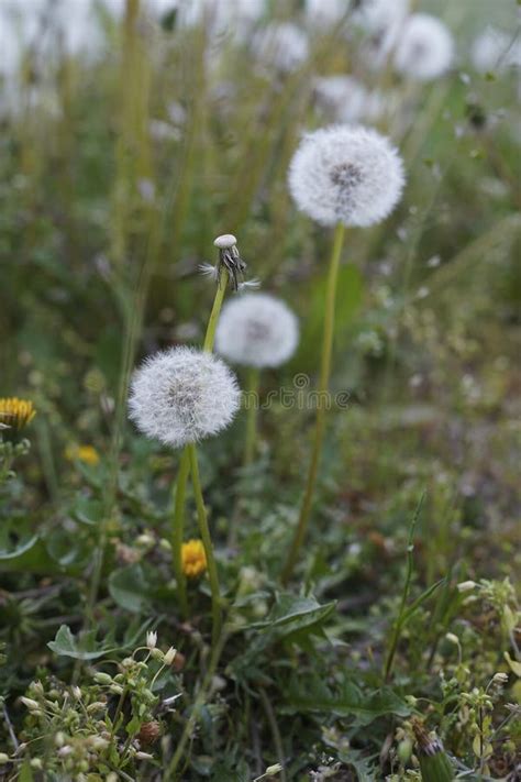 Blooming White Dandelions Close Up Photo Of Dandelion Seeds After