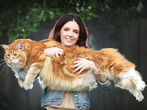 Currently, the two largest, longest cats on record with the guinness book of world records are both maine. 'World's longest cat' in bid for record recognition | The ...