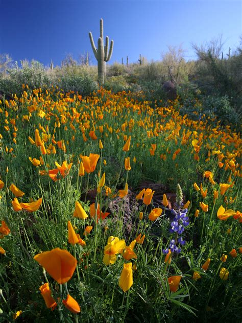 Brain Food The Southwests Wildflower ‘super Bloom Knau Arizona