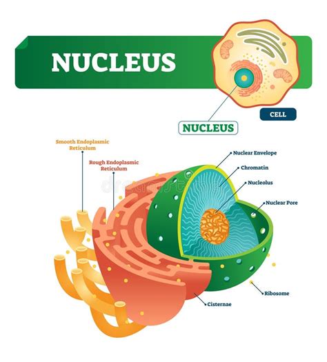 Nucleus Vector Illustration Labeled Diagram With Isolated Cell