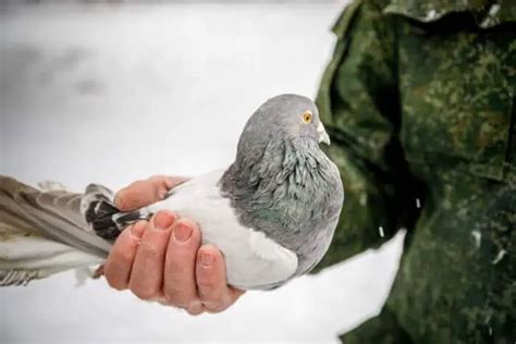 How To Catch A Pigeon Safely Without Hurting It Pigeonpedia