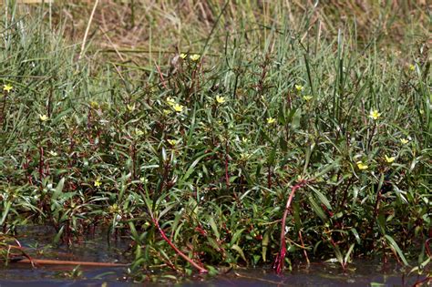West African Plants A Photo Guide Ludwigia Adscendens L Hara