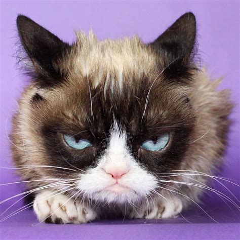 Pin Em Grumpy Cat