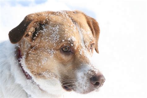 Snowy Dog 2 Free Photo Download Freeimages
