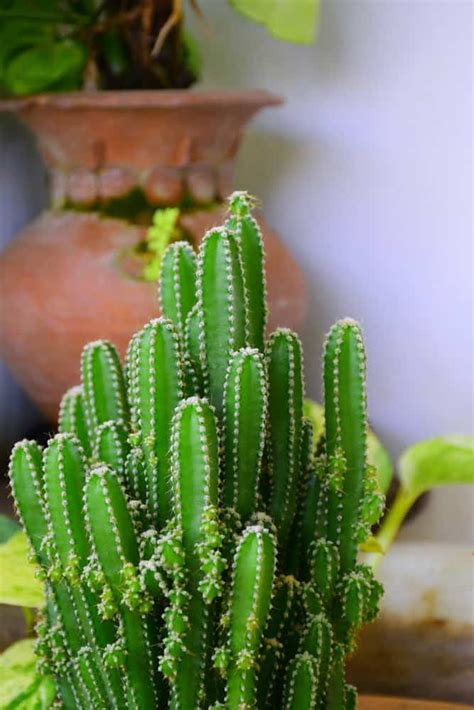 Types Of Cactus Plants Artofit