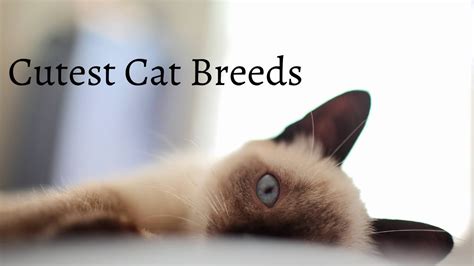 Top Cutest Cat Breeds Lifescene Youtube