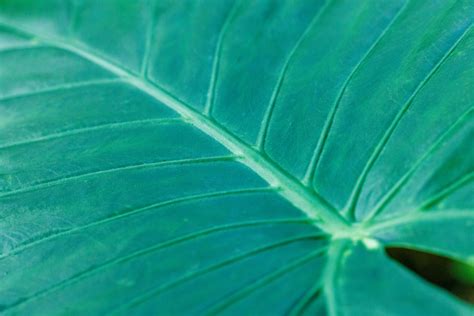 Green Tropical Leaf Free Stock Photo Public Domain Pictures