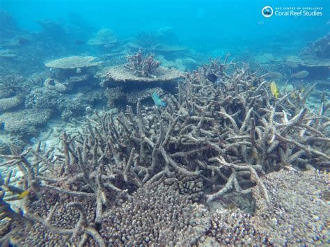 The Great Barrier Reef Is Dying The Washington Post