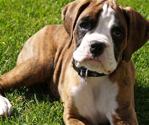 Find boxer puppies for sale on pets4you.com. Boxer Puppies Pictures : Biological Science Picture Directory - Pulpbits.net