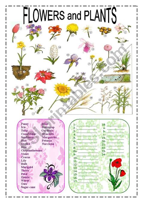 Flowers And Plants Esl Worksheet By Spring