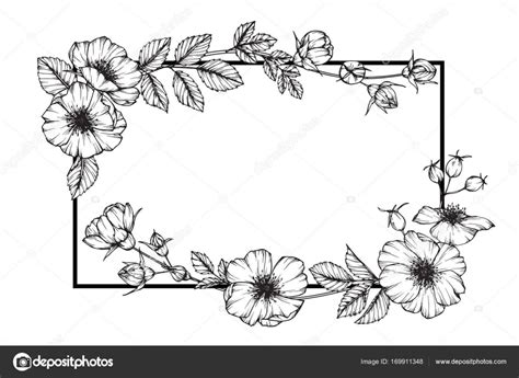 This black and white image is of a long, tall stem of leaves and flowers. Wild rose flower frame drawing. Drawing and sketch with ...