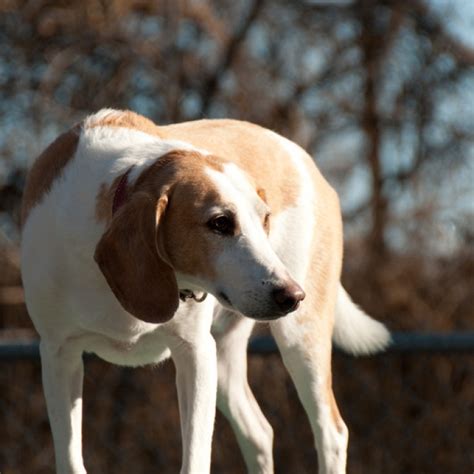 Harrier Puppy And Harrier Breed Information