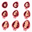 Desarrollo fetal embrionario humano etapa de embarazo de nueve meses ...