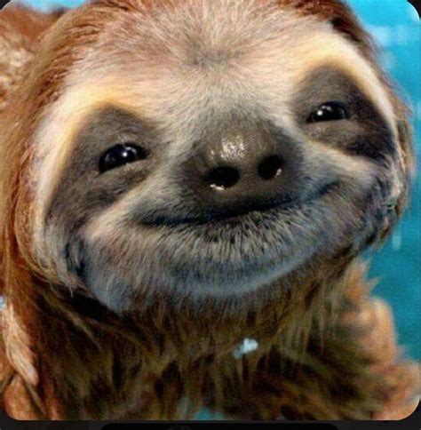 Adorable Sloth Silly Animals Smiling Animals Cute Baby Sloths