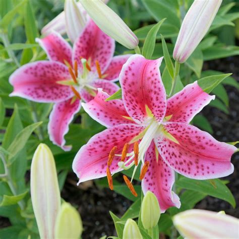 Why Is Stargazer The Worlds Most Popular Lily Longfield Gardens