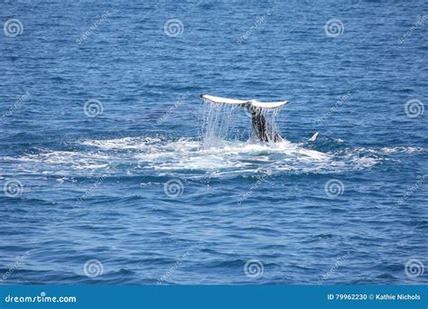 Humpback Whale Flapping His Tail Hervey Bay 3 Stock Photo Image Of
