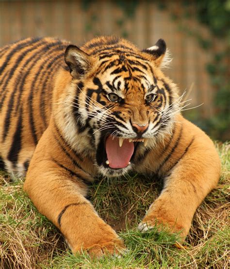 Tiger Whf Grrr Pet Tiger Beautiful Cats Tiger