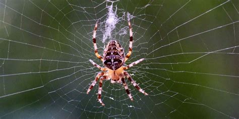 9 Most Common House Spiders Harmless Or Burn Down The House