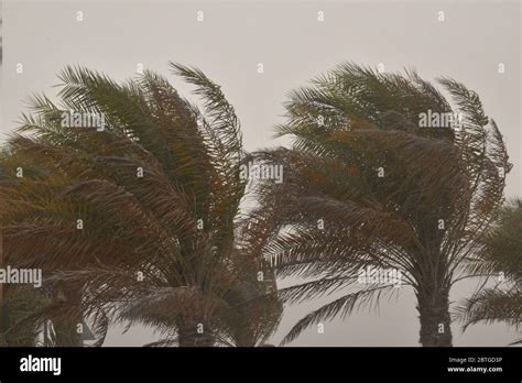 Hurricane Tropical Storm Coconut Palm Tree Leaves Stock Photo Alamy