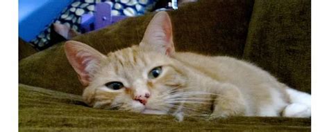 Other animals can conjugate bile acids with glycine in the absence of taurine. Taurine Deficiency in Cats | NASC LIVE