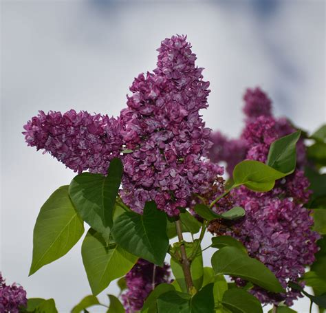 Plant identification closed common landscaping shrub purple. Lilac | UMass Amherst Greenhouse Crops and Floriculture ...