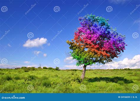 Magic Tree Royalty Free Stock Images Image 2416659