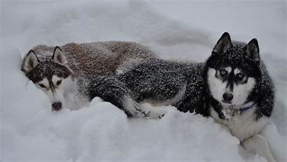 Husky Snow Dog Couple Down 1080p Background