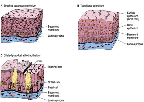 The Magic Of The Transitional Epithelium How Cells Change Shape To