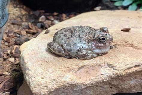 Amphibians In A Dry Climate The Canyon Treefrog Pajarito