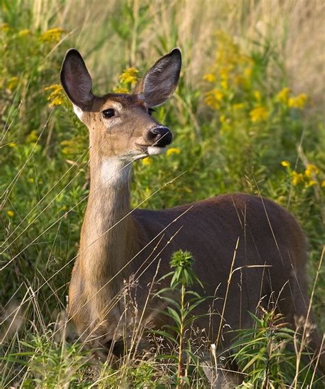 Female White Tail Deer Animal And Insect Photos Rachelitas Photoblog
