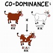 Codominance | Definition & Examples
