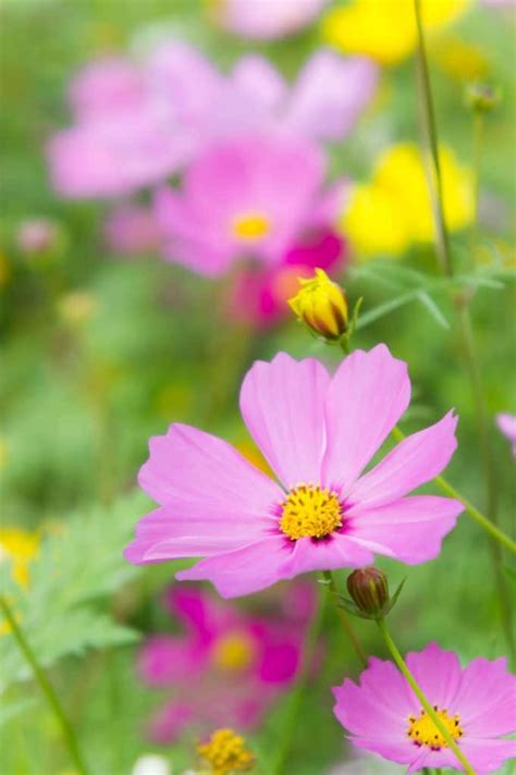 The Most Beautiful Annuals That Will Keep Your Garden Blooming During