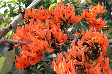 Plant in a sunny, airy position to ensure maximum flowering. Peel-n-Stick Poster of Orange Flowers Coral Tree Orange ...
